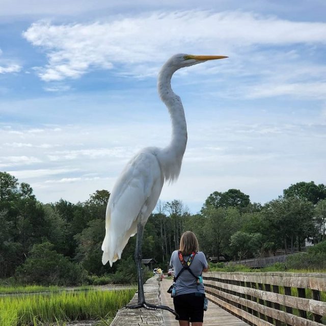 Big Bird illusion
