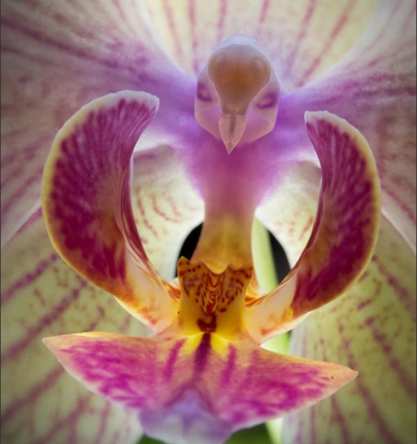 This optical illusion of an ominous bird is actually a moth orchid