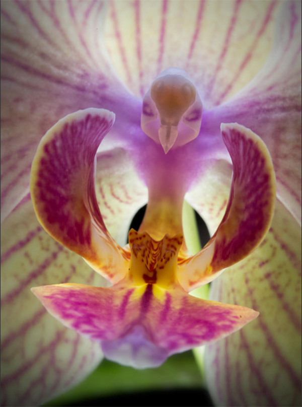 This optical illusion of an ominous bird is actually a moth orchid