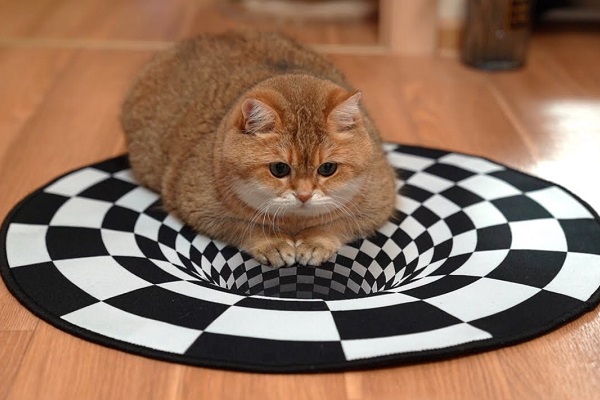 Can animals see optical illusions? Hosico cat shows it with optical illusion rug