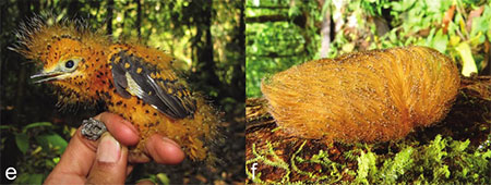 A Cinereous Mourner chick mimics an inedible caterpillar