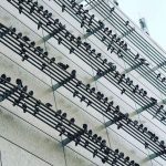 Pigeons sitting on wires creating shit music