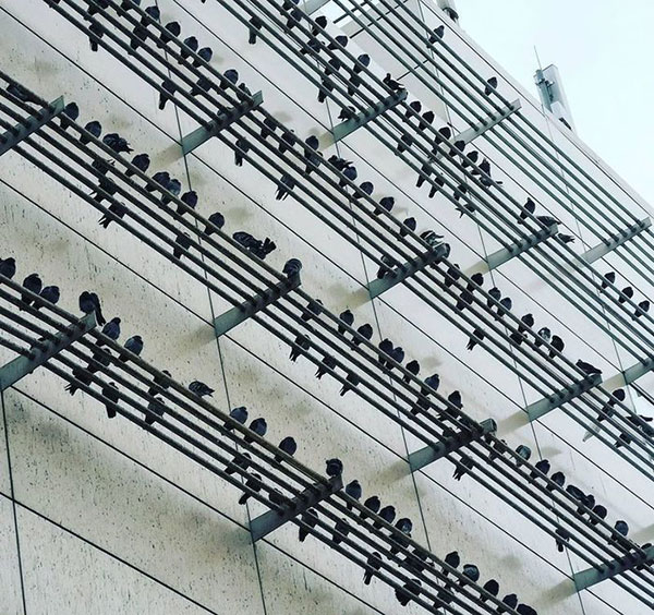 Pigeons sitting on wires creating shit music