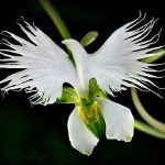 The white egret flower, or Pecteilis radiata is a species of orchid found in China, Japan, Korea and Russia.