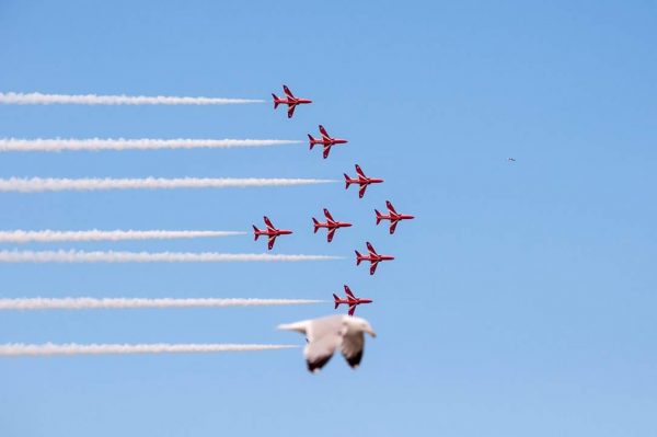 Seagull photobombs airshow