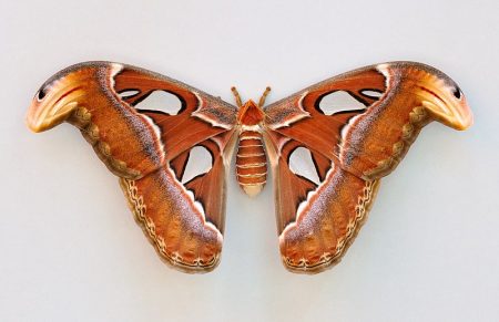 Attacus Atlas