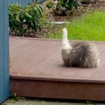 This baby ostrich looks so fluffy