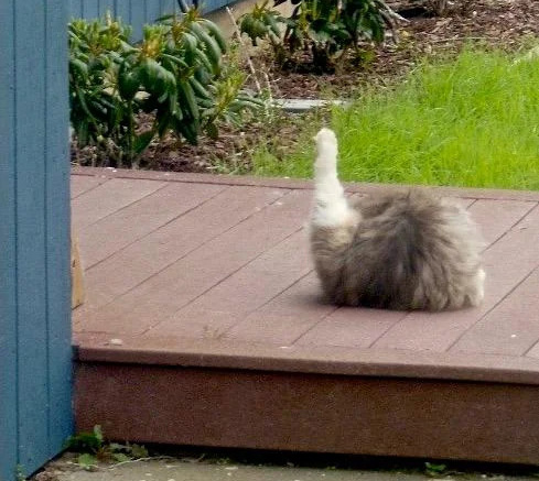 This baby ostrich looks so fluffy