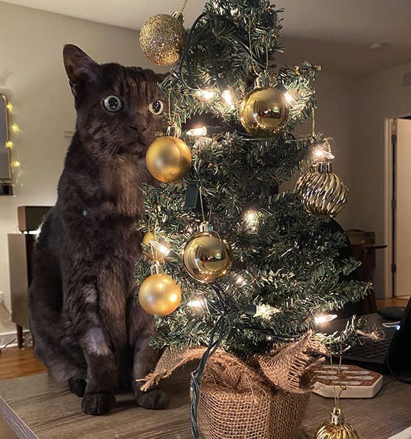 giant christmas cat