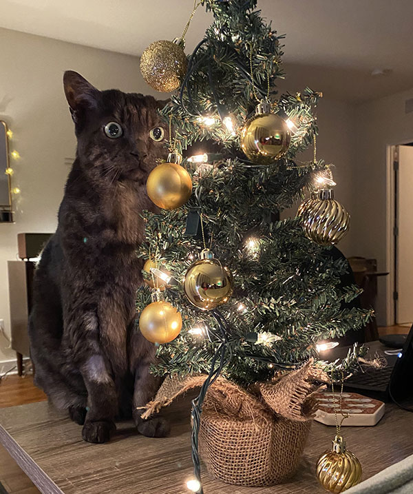 giant christmas cat