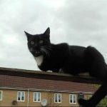 big cat on a roof