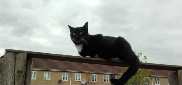 big cat on a roof