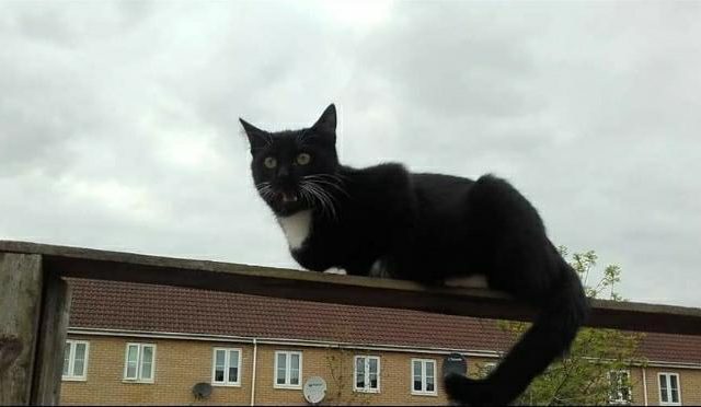 big cat on a roof