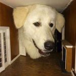 Big dog in a doll house forced perspective