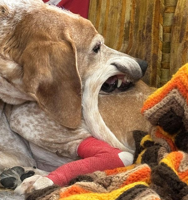 Dog with a very big mouth