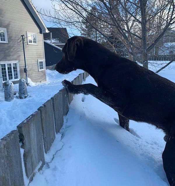 Big dog looking over fence
