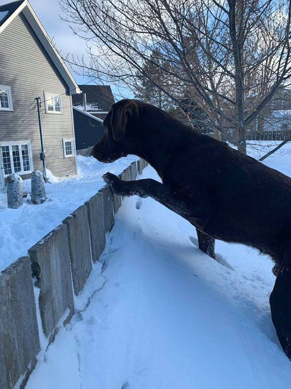 Big dog looking over fence