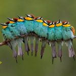 Caterpillar illusion