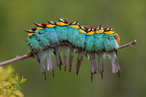 Caterpillar illusion