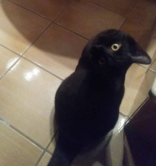 Crow on the kitchen floor