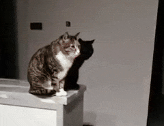 The black cat does its best to hide as a shadow behind the other cat. But there is only so long that he can keep up.