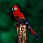 Body art parrot