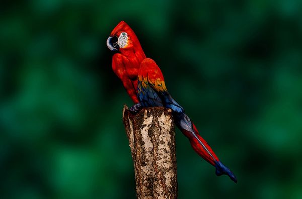 Body art parrot