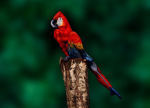 Body art parrot
