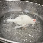 Boiling a bird, or is it just taking a bath?