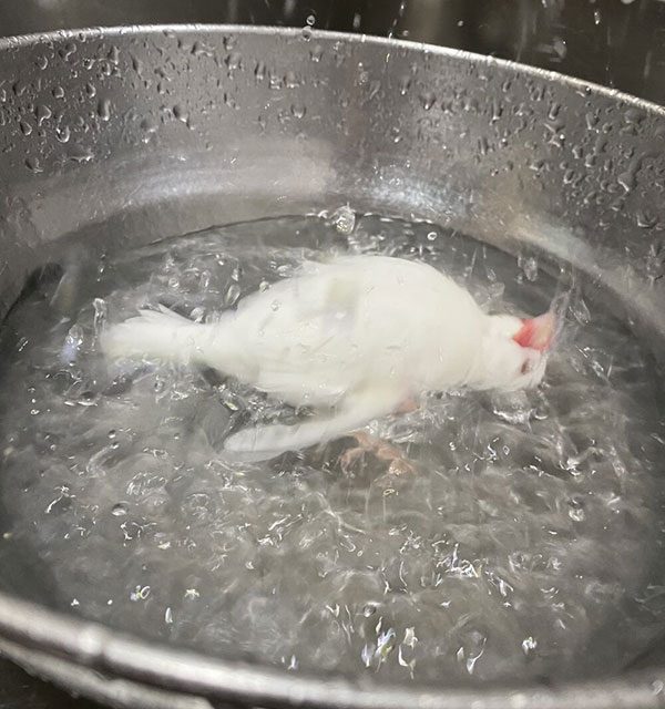 Boiling a bird, or is it just taking a bath?