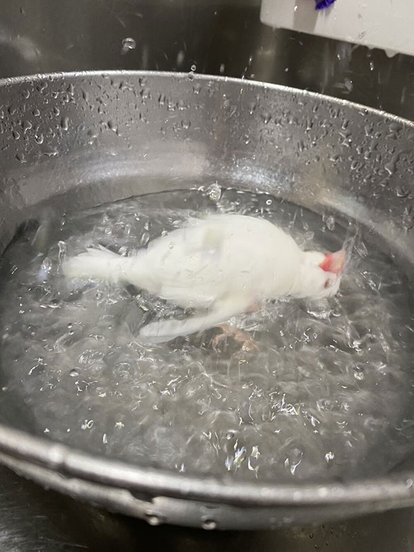 Boiling a bird, or is it just taking a bath?