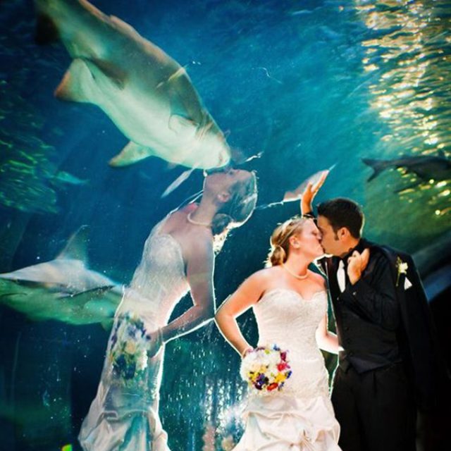 This photo of a bride kissing a fish instead of the groom is a physical optical illusion created by reflection.