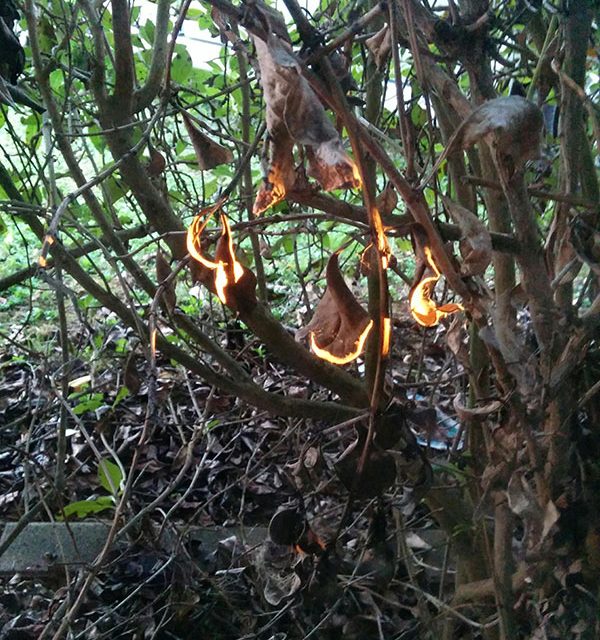 Bushfire optical illusion