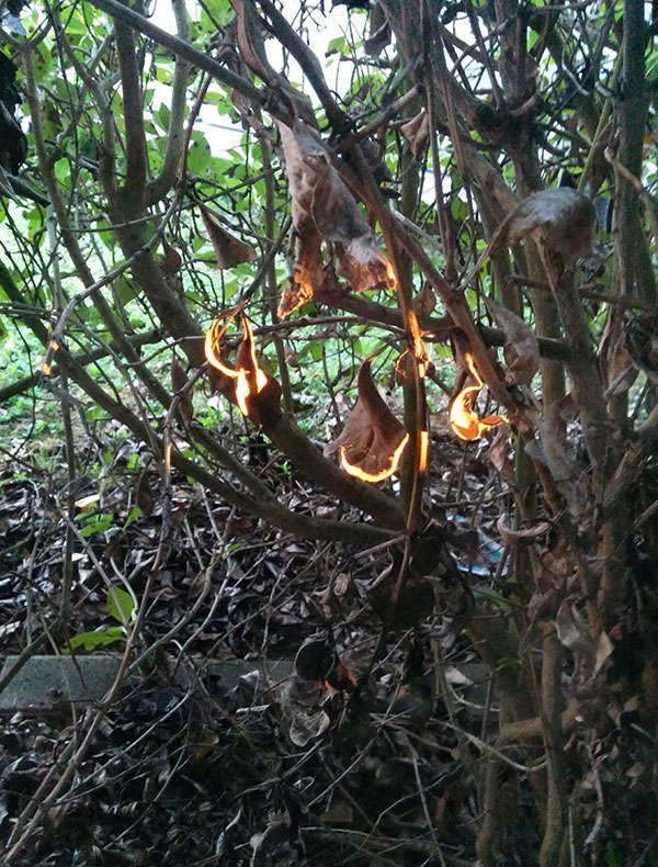 Bushfire optical illusion