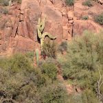 cactus rock climbing