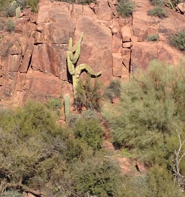cactus rock climbing