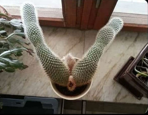 venus flytrap cactus dirty mind