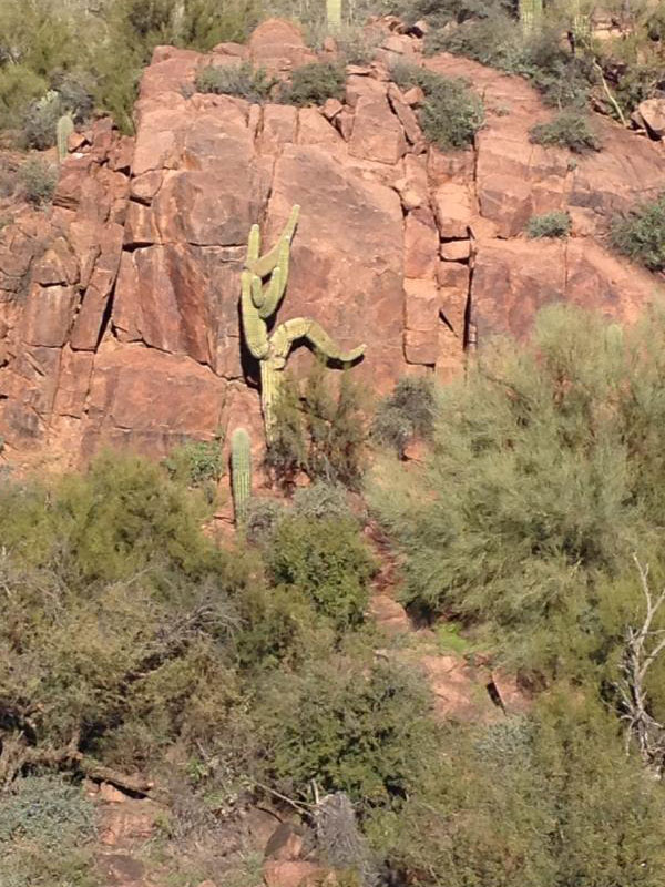 cactus rock climbing