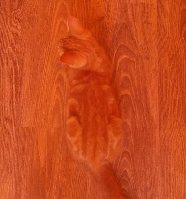 This camouflaged kitty is hiding very well on the wooden floor. 