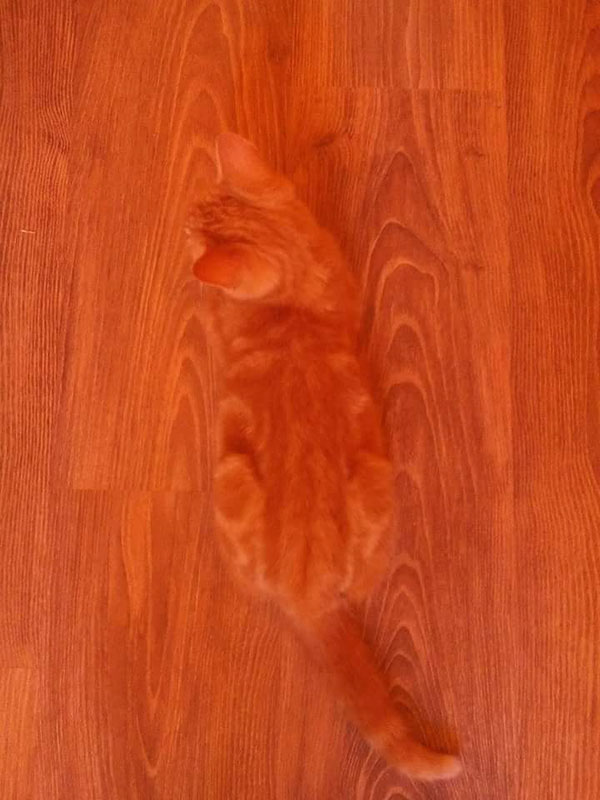 This camouflaged kitty is hiding very well on the wooden floor. 