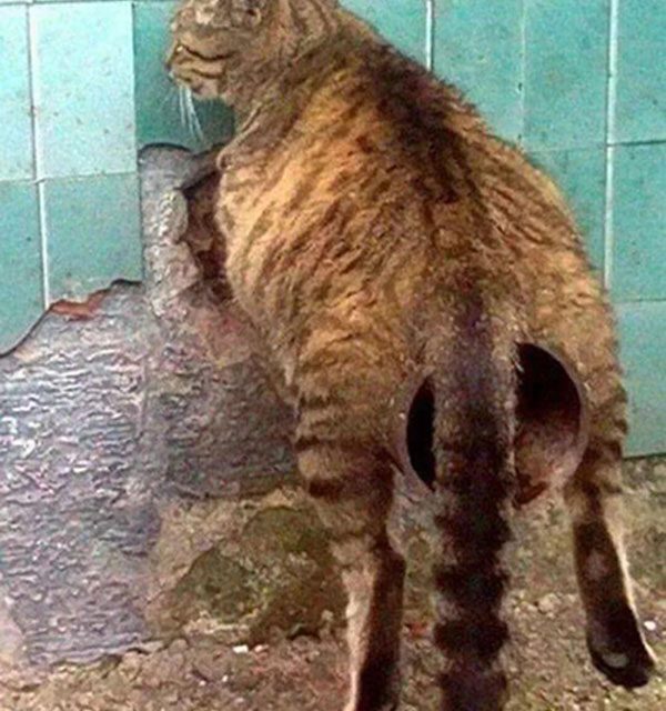 Cat anus