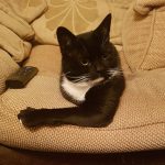 one armed cat