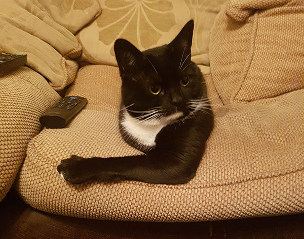 one armed cat