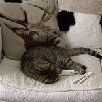 This cat optical illusion looks like a weird deer on a sofa