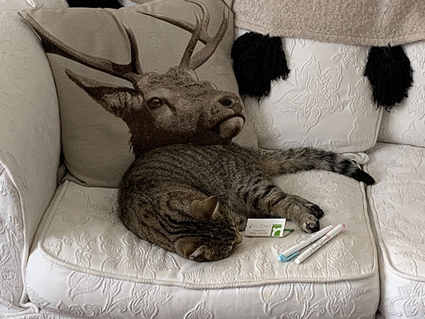 This cat optical illusion looks like a weird deer on a sofa