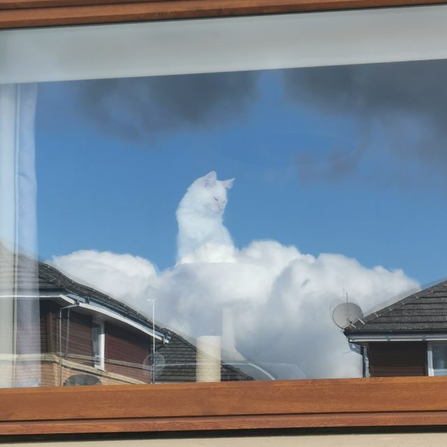God of all cats