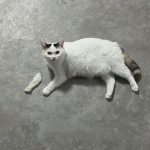 Cat with missing paw