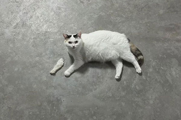 Cat with missing paw