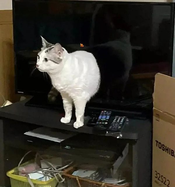 This cat portal has just opened up in the television. Or is it just an optical illusion?