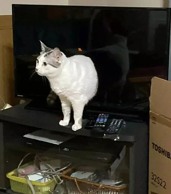 This cat portal has just opened up in the television. Or is it just an optical illusion?
